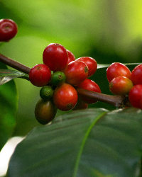 A close-up of coffee cherries on a branch with green leaves in the background.