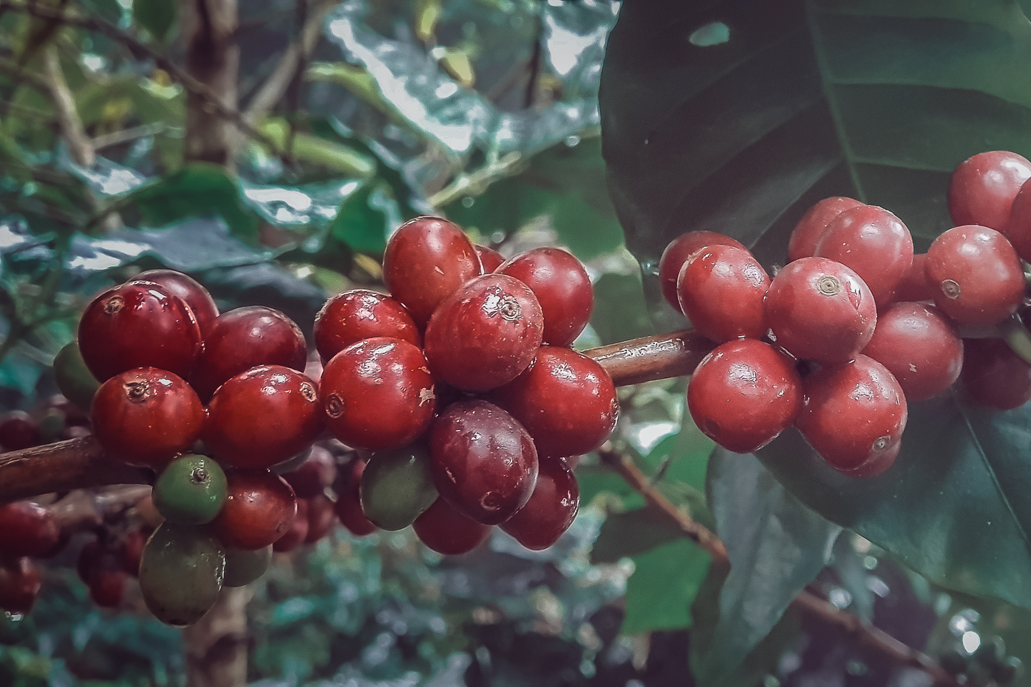 ESPRESSO COLOMBIA LA CABAÑA GESHA