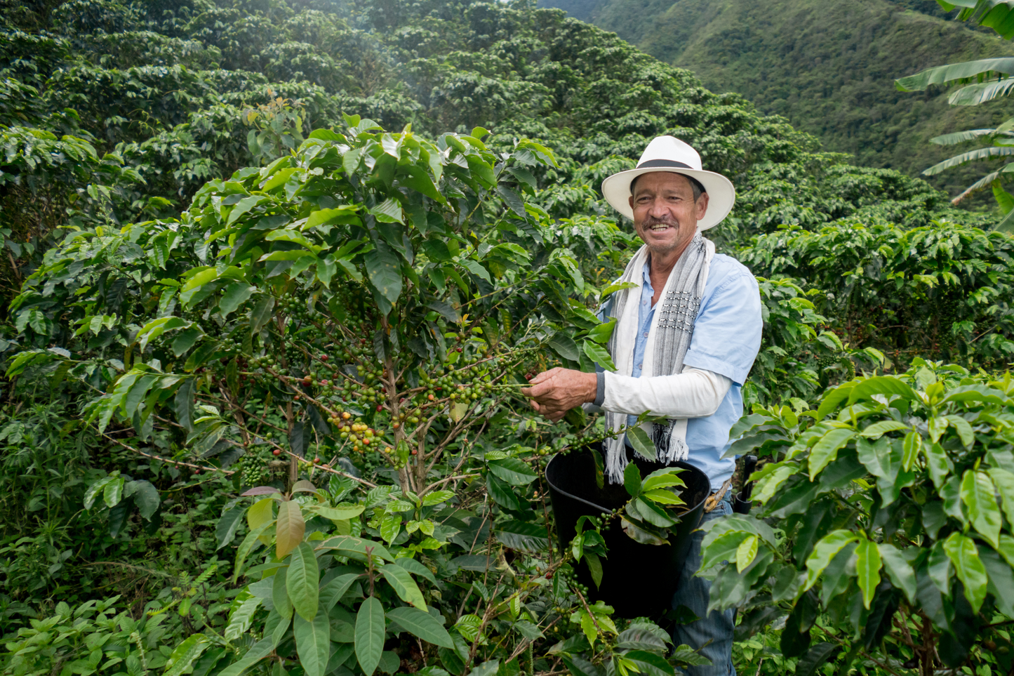 ESPRESSO COLOMBIA LA CABAÑA GESHA