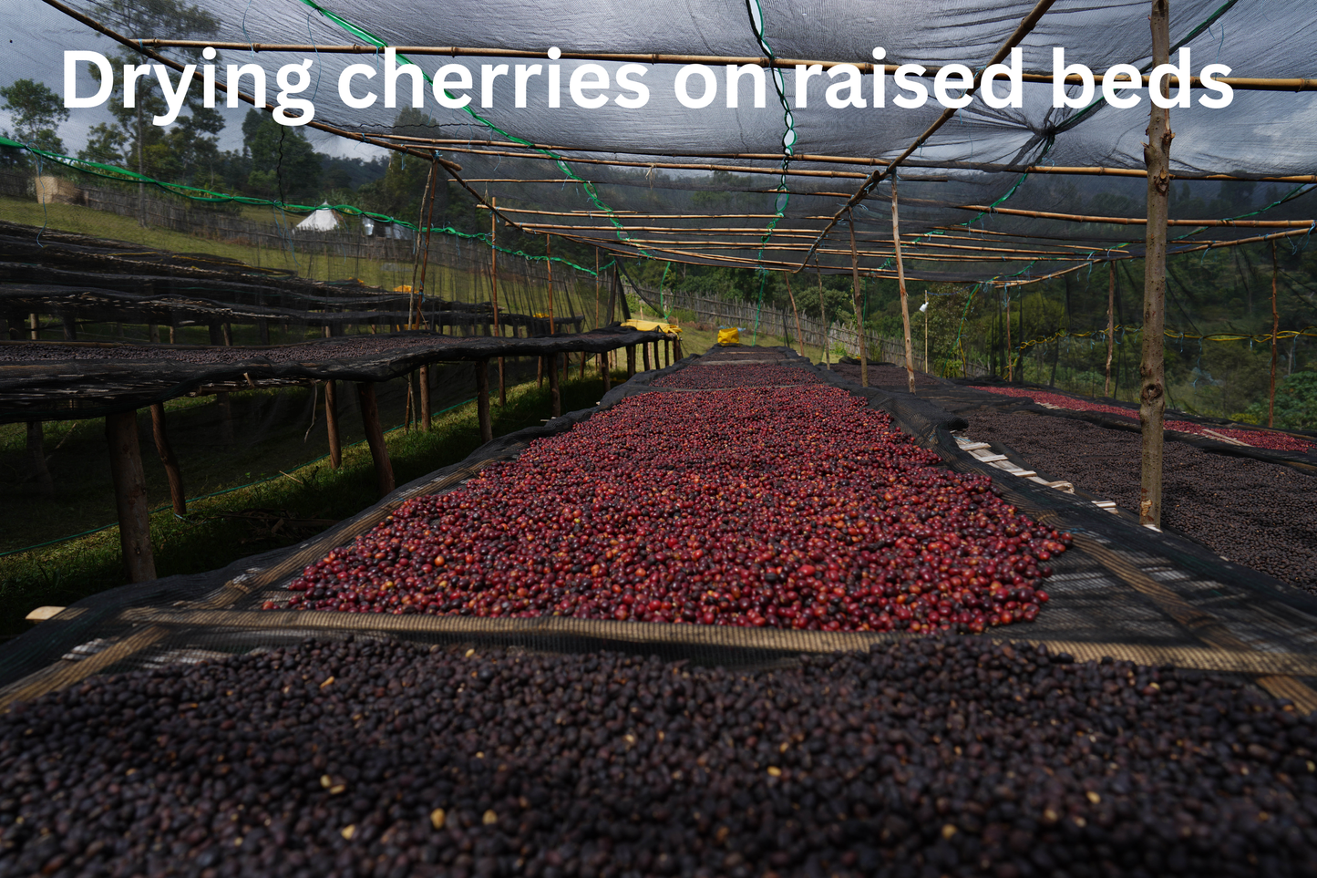 ETHIOPIA RUMUDAMO NATURAL