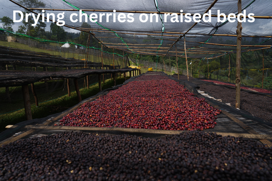 ETHIOPIA RUMUDAMO NATURAL