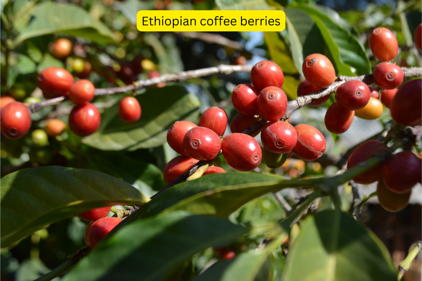 ETHIOPIA G1 KONGA NATURAL