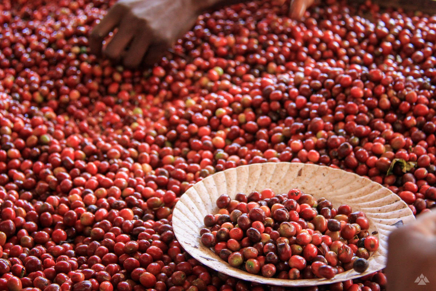 Red cherry sorting Bumbogo