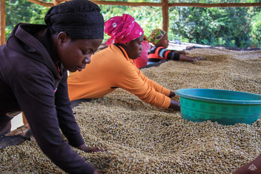 Rwanda Bumbogo coffee processing