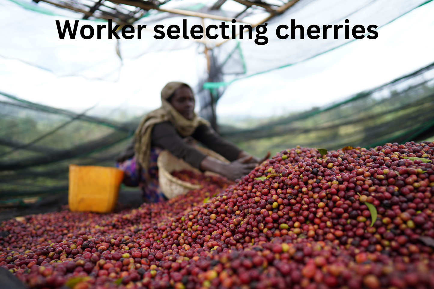 ETHIOPIA RUMUDAMO NATURAL