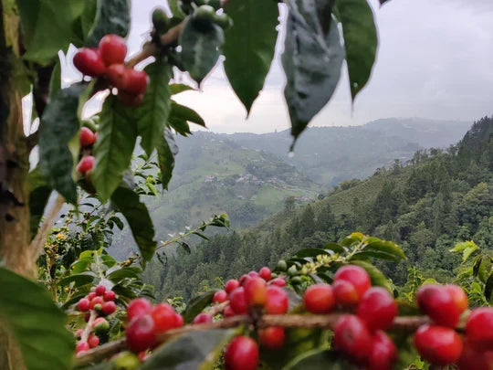 Single-Origin Coffee – Can You Trace Your Beans’ Origin?