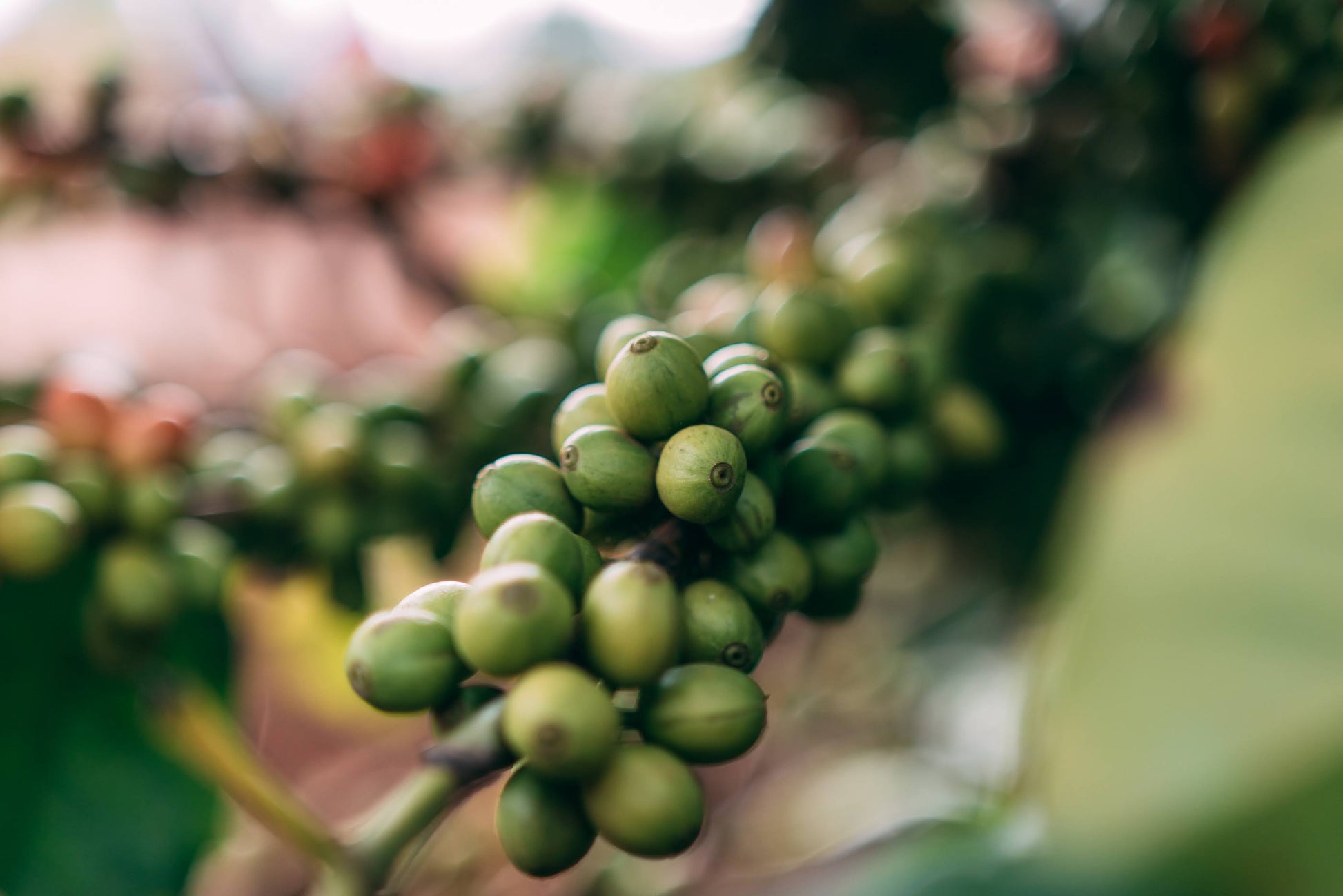 Bumbogo green coffee beans