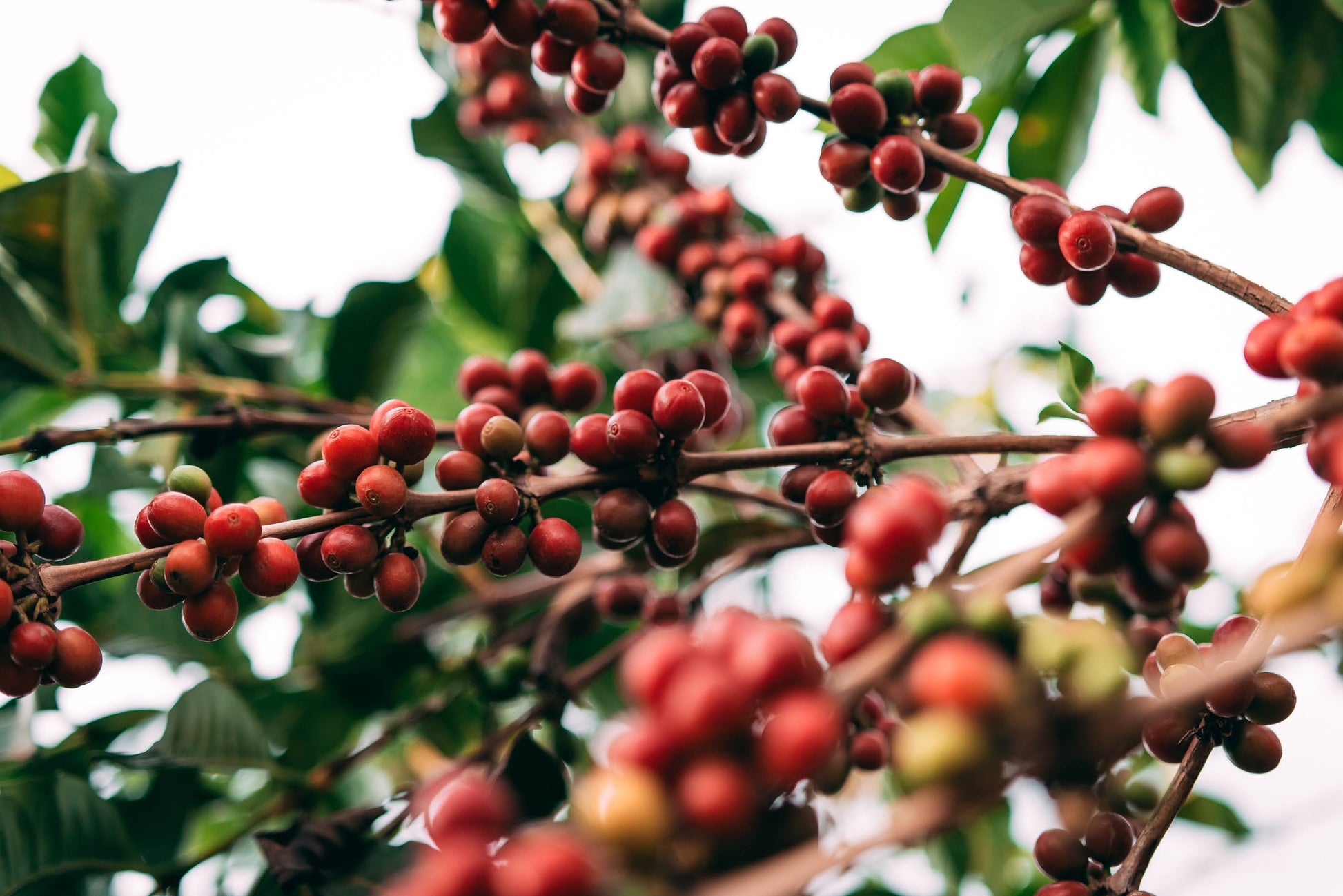Bumbogo Red Coffee Cherries
