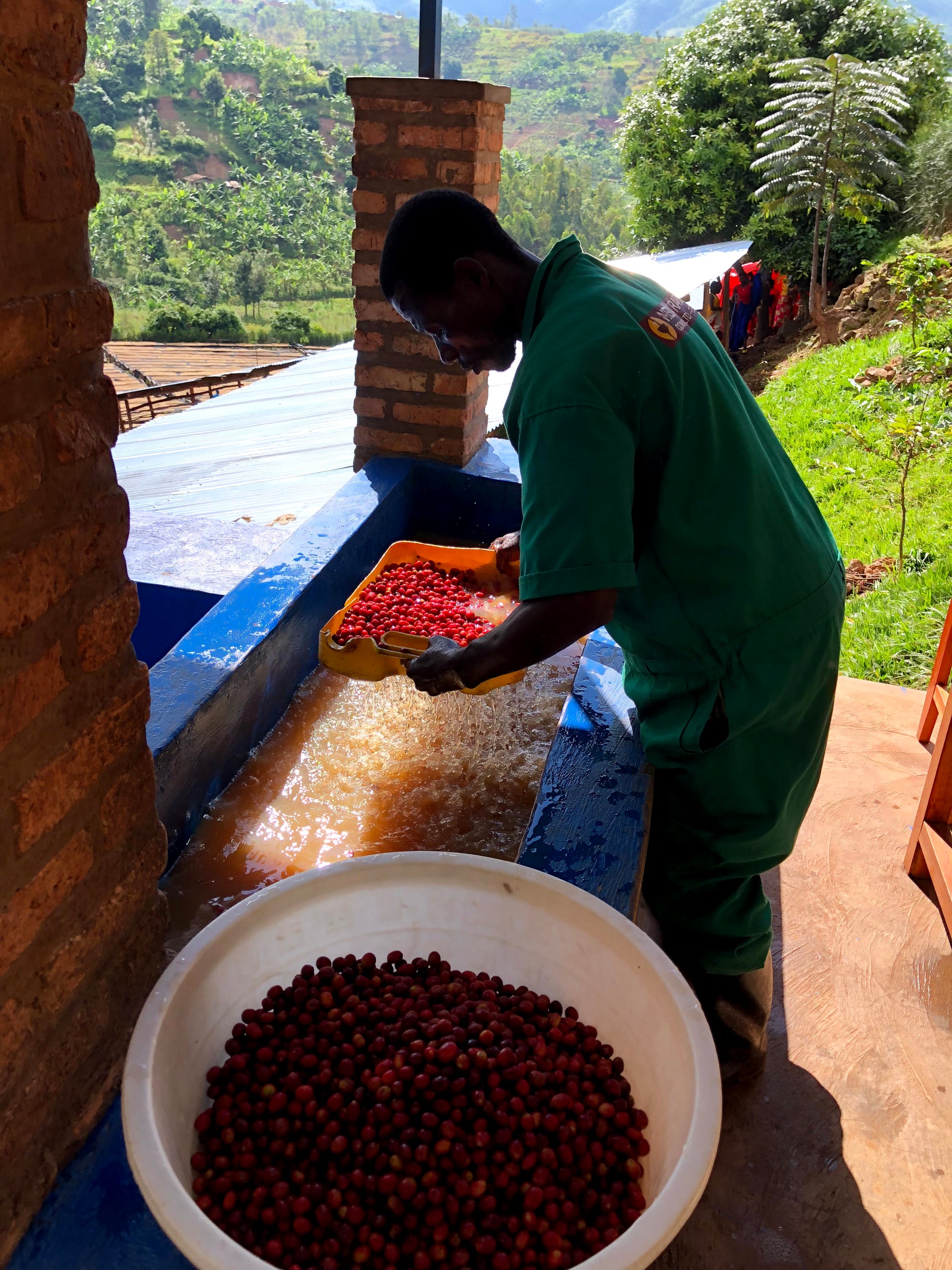 Bumbogo Rwanda coffee cherry quality control
