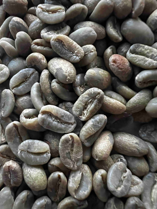 EL REFUGIO GEISHA GREEN – Colombia (Limited Edition)