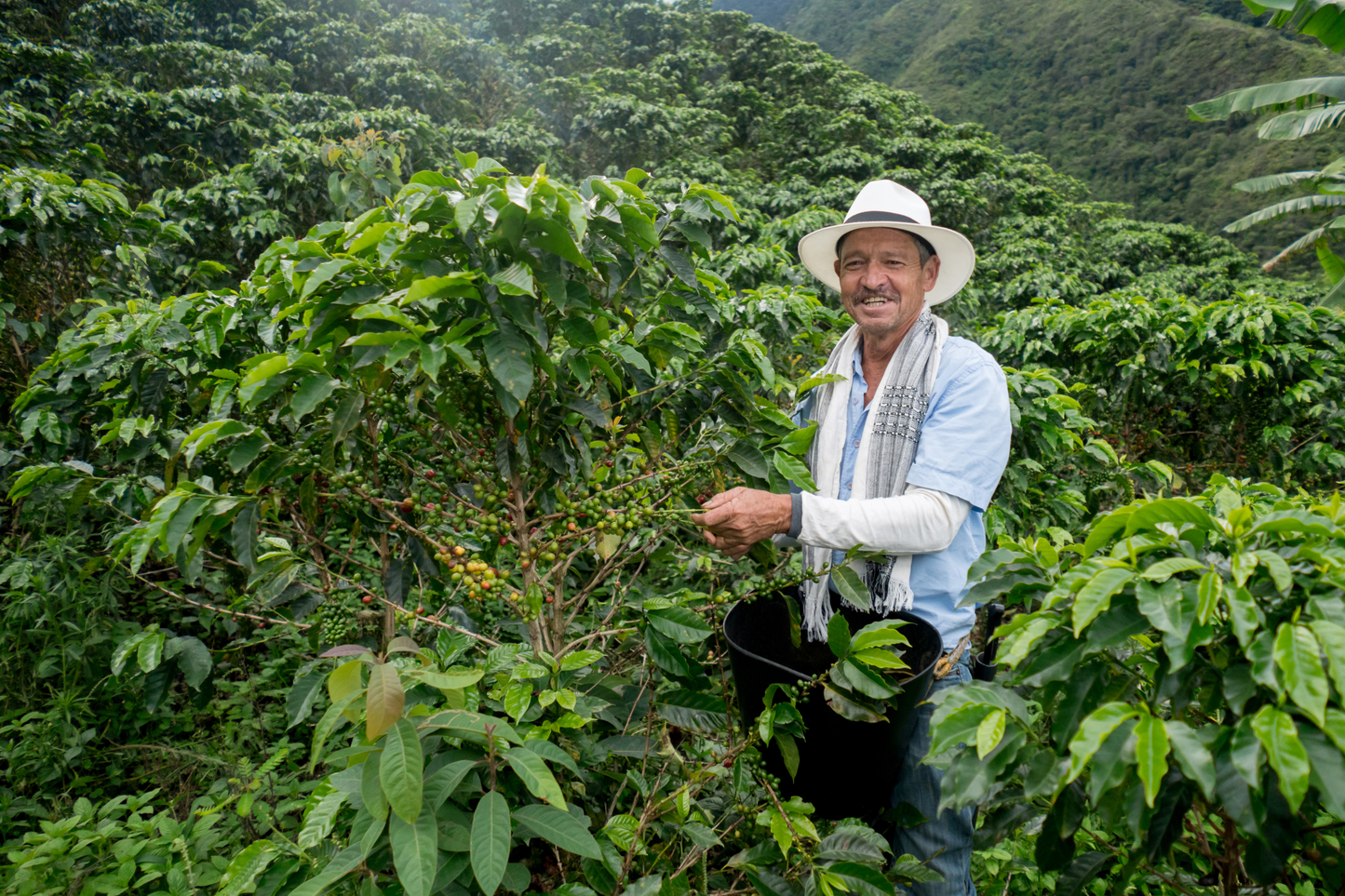 COLOMBIA LA CABAÑA GESHA NATURAL