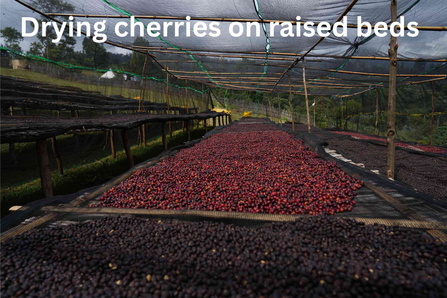 Drying coffee cherries on raised beds Rumudamo Ethiopia