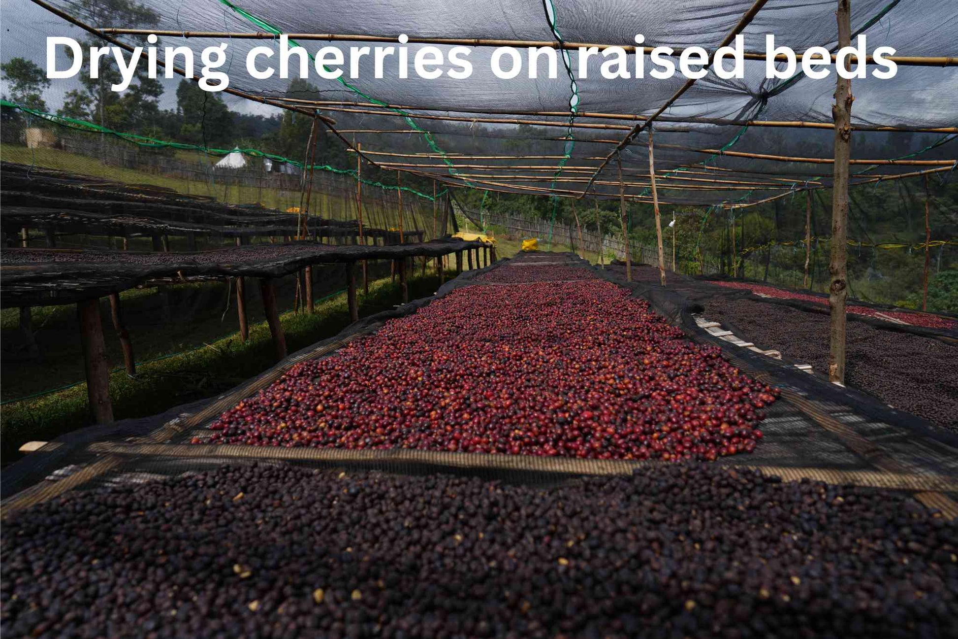 Drying coffee cherries on raised beds Rumudamo Ethiopia