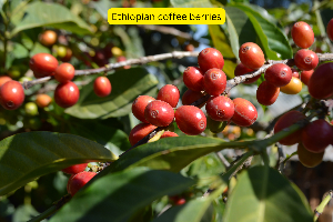A close-up of Ethiopian coffee berries on the tree with a label indicating 'Ethiopian Coffees'.