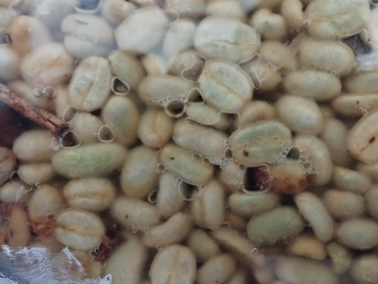Extended_fermentation_Finca_Luisa