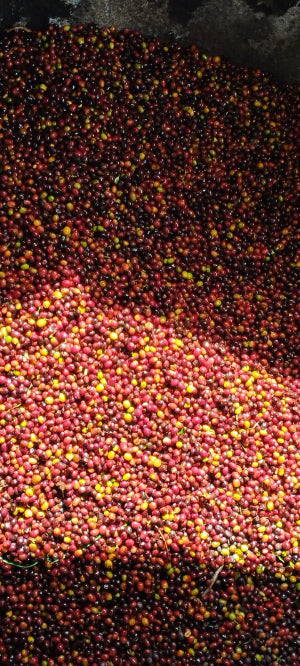 Harvested_berries_Finca_Luisa
