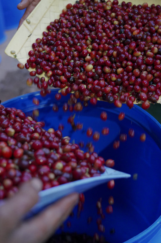 INDIA KAAPI ROYALE ROBUSTA WASHED – ESPRESSO ROAST