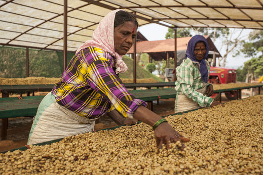 INDIA KAAPI ROYALE ROBUSTA WASHED – FILTER ROAST
