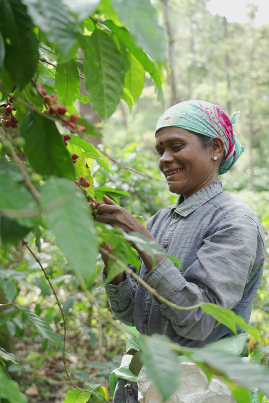 INDIA KAAPI ROYALE ROBUSTA WASHED – FILTER ROAST