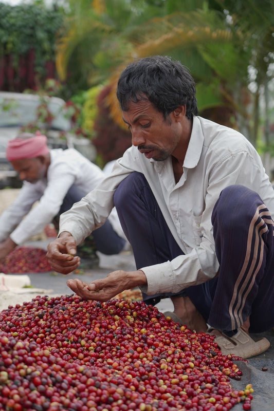 INDIA KAAPI ROYALE ROBUSTA WASHED GREEN