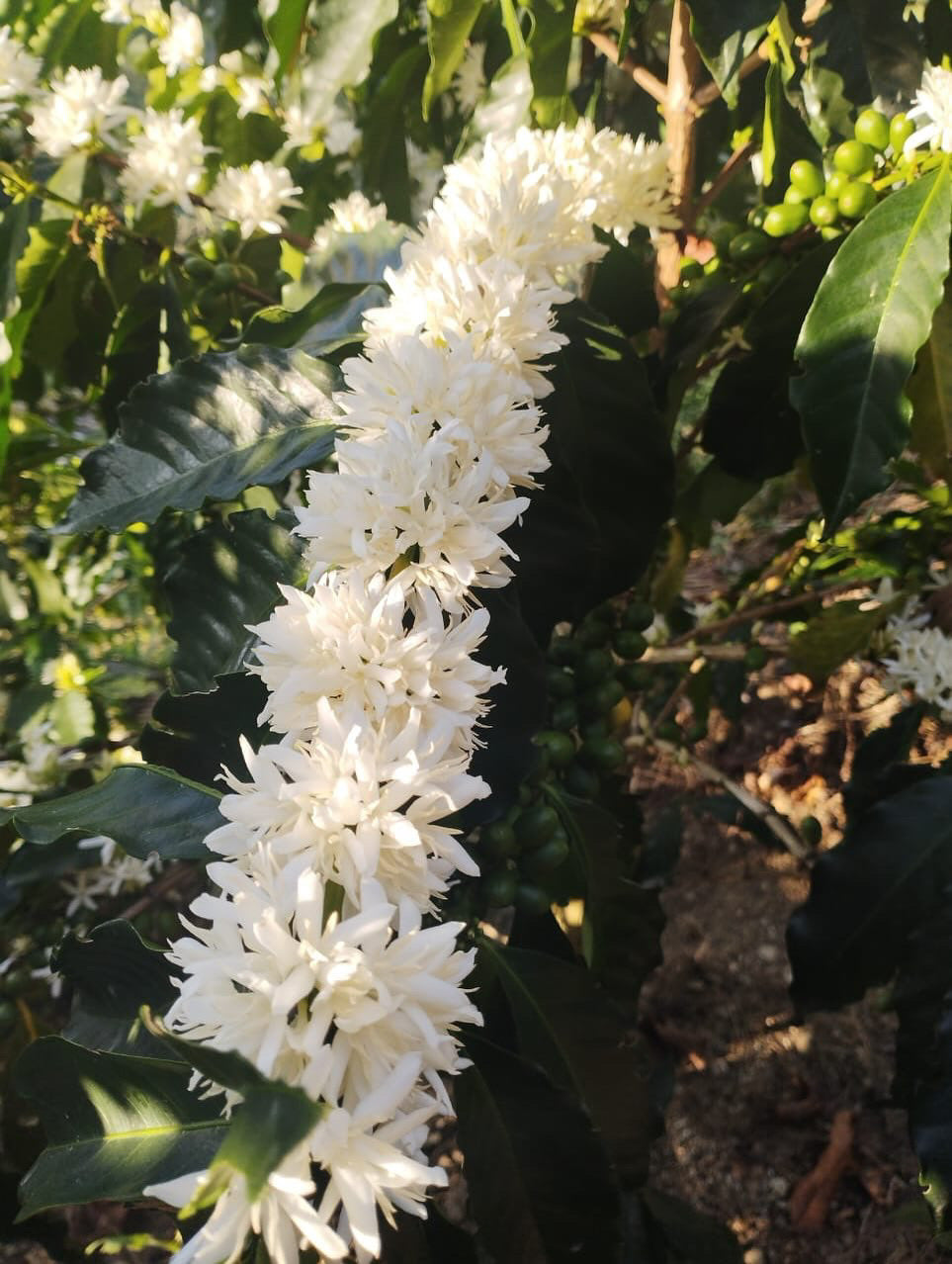 Coffee blossoms Finca Luisa