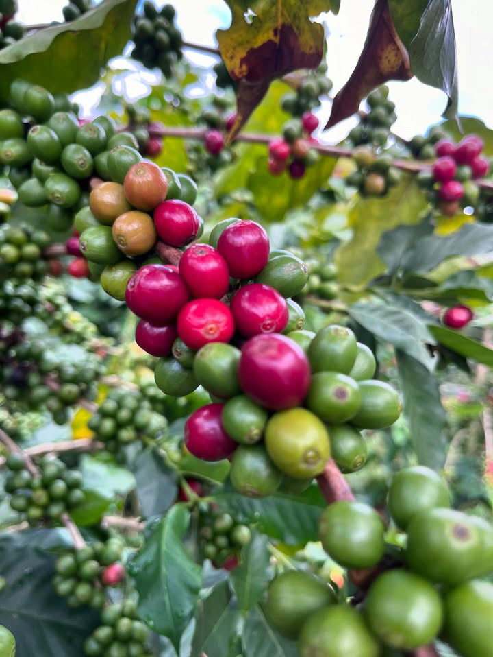 More_red_berries_Finca_Luisa
