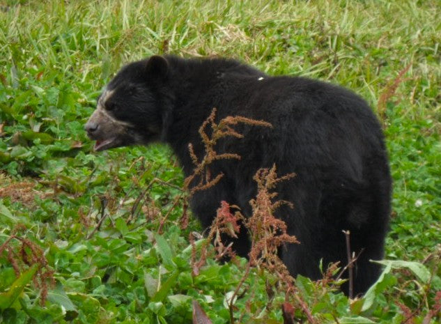 Spectacled bear in the forest near San Ignacio, Cajamarca, Peru, home of the El Oso coffee project