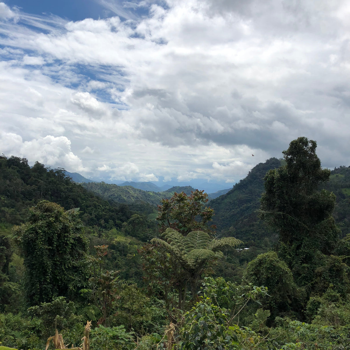 El Oso coffee from Cooperativa Agraria Frontera San Ignacio, Cajamarca, Peru