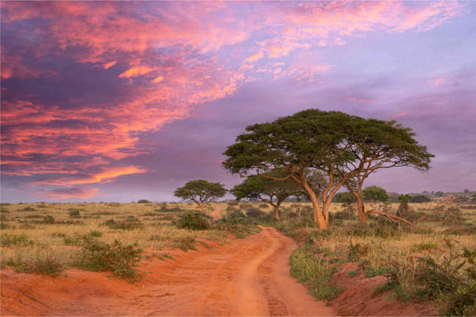 Uganda landscape with trees and dirt road