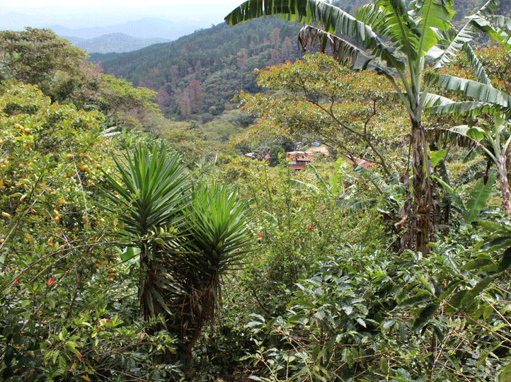 View of Finca Los Jilgueros, Nicaragua