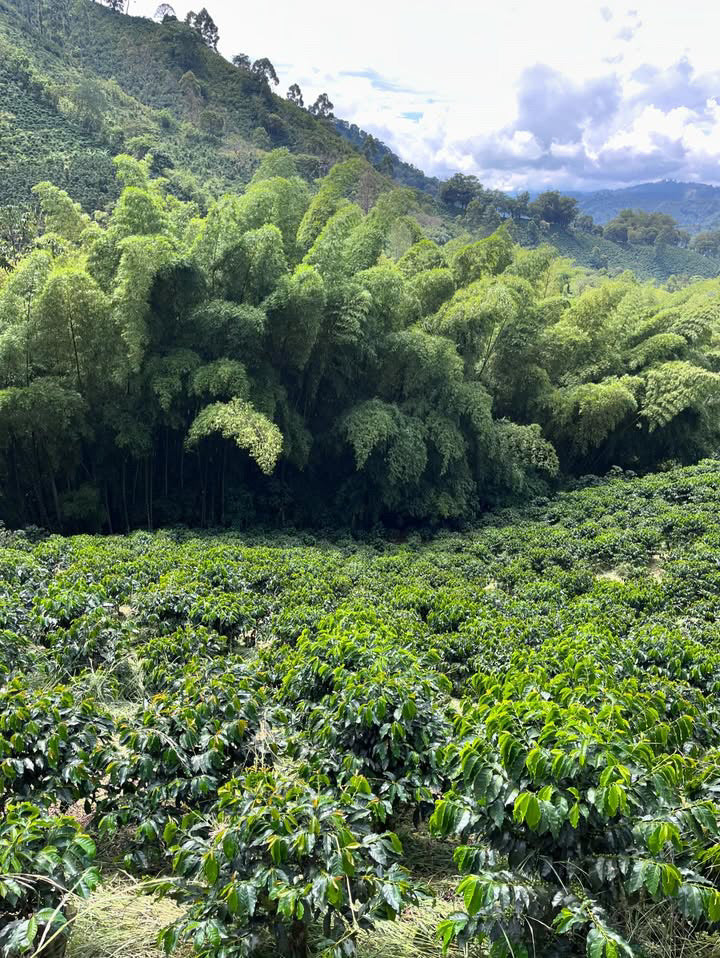 Plantation Finca Luisa with lush green ferns and hills